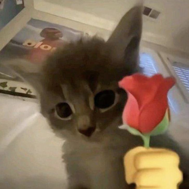 cat-with-rose